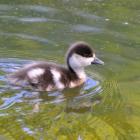 Утёнок огаря :: Константин Анисимов