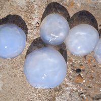 медузы :: Елена Шаламова