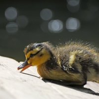 Москва. Весна в Аптекарском... :: Наташа *****