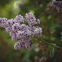 Кисть сирени :: Владимир Кроливец Кисть сирени :: Владимир Кроливец