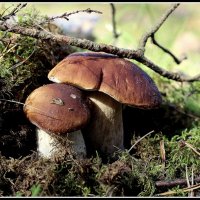 Боровички :: Aleksandr Gal