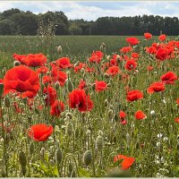 Летнее. :: Валерия Комова