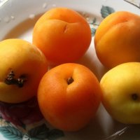 Абрикосы :: Елена Семигина