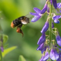 Мир шмелей. :: Владимир Безбородов Мир шмелей. :: Владимир Безбородов