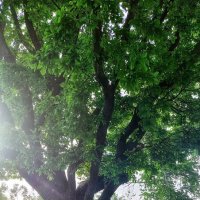 дуб :: Оксана Н.