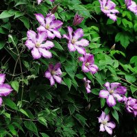 Клематис :: Рита Симонова