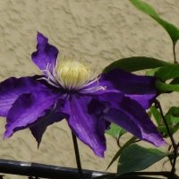 Клематис :: Рита Симонова