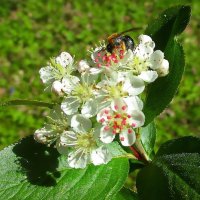 Сбор нектара :: Ольга Довженко Сбор нектара :: Ольга Довженко