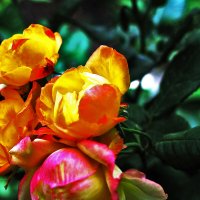 Розочки :: Юрий Гайворонскiий