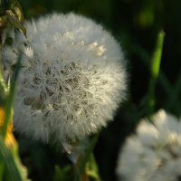 ... :: Елена Пономарева