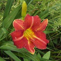 Лилейник :: Freddy 97