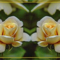 Розы :: Владимир Кроливец Розы :: Владимир Кроливец