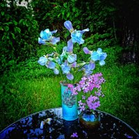 "Ирис дымный, ирис нежный... " :: veilins veilins