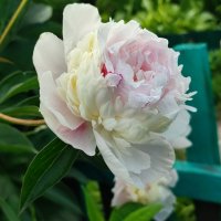 Пион :: Валентина Богатко 