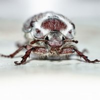 May Bug | 4 :: Sergey Sonvar