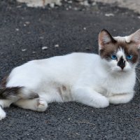 Котик :: Юрий Гладилин