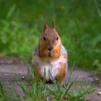 Дружелюбная белочка :: Николай Соколухин Дружелюбная белочка :: Николай Соколухин