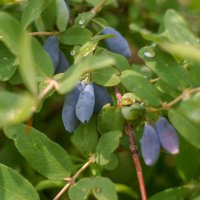 жимолость :: Сергей Ц