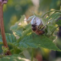 Пчела на цветке малины :: Сергей Ц