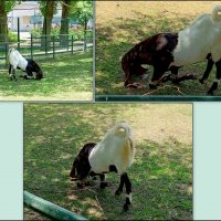 В ростовском зоопарке :: Нина Бутко В ростовском зоопарке :: Нина Бутко