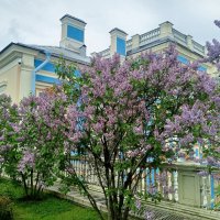 Сирень :: Сапсан 