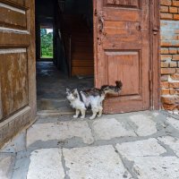 Встреча у "парадного" подъезда :: Наталья Rosenwasser