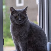 Моя любимица :: Марина Никулина
