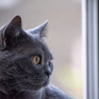 Британская короткошёрстная кошка Сима. :: Марина Никулина