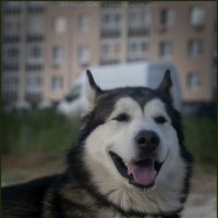 Ярик. :: leff Postnov