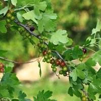 ПОСПЕВАЕТ смородина :: Игорь Kуленко