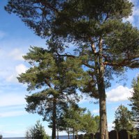 Ладожское Озеро. Сосны :: Наталья Герасимова