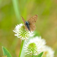 опять про бабочек 6 :: Александр Прокудин