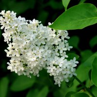 Белая сирень :: Нэля Лысенко