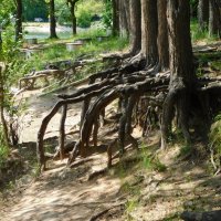 Путешествие сосен к озеру :: Наиля 