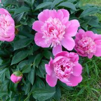 Розовые пионы :: Наиля 