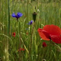 В пшеничном поле. :: Lucy Schneider 