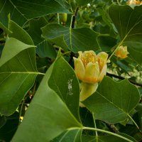 Цветок тюльпанового дерева. :: Lucy Schneider 