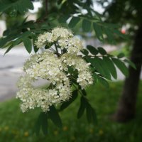 цветет рябина :: zavitok * цветет рябина :: zavitok *