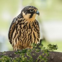 Сокол :: SanSan 