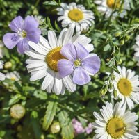 Обнимашки :: Валерий Иванович