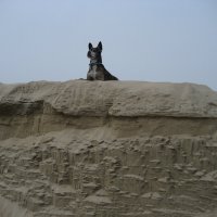 "Сфинкс" :: Anna Ivanova