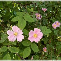 Цветёт шиповник :: Alisia La DEMA