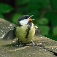 Слеток большой синицы :: Лина Слеток большой синицы :: Лина