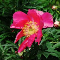 Пион :: Рита Симонова