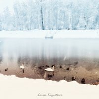 Начало зимы :: Larisa Kuznetsova