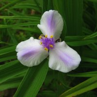 Нежная традесканция :: Людмила Смородинская Нежная традесканция :: Людмила Смородинская