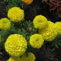 Бархатцы жёлтые :: Дмитрий Никитин