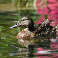 Москва. Весна в Аптекарском... :: Наташа *****
