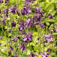 Многоцветие. :: Петр Беляков Многоцветие. :: Петр Беляков