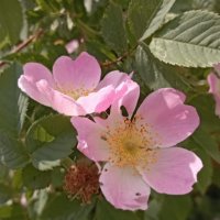 Шиповник :: Елена Семигина